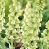 Kermanvalkoinen keisarinpikarililja Ivory Bells, 1 sipulin pussi