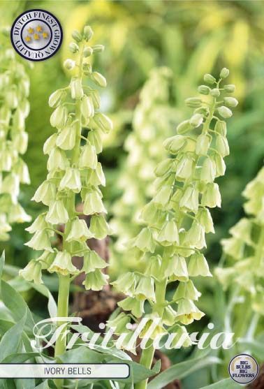 Kermanvalkoinen keisarinpikarililja Ivory Bells, 1 sipulin pussi