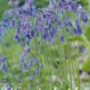 Sinivioletti kellosinililja Blue, 10 sipulin pussi
