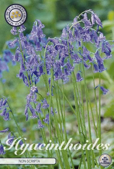 Sinivioletti kellosinililja Blue, 10 sipulin pussi