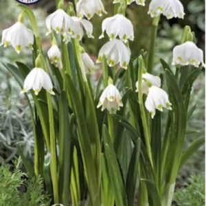 Leucojum vernum