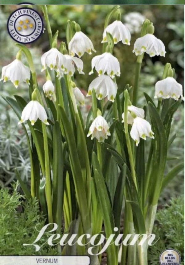 Leucojum vernum