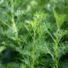 Tuuhea kolayrtti Artemisia alba istutettuna saviruukkuun aurinkoisella terassilla, hienojakoiset vihreät lehdet.