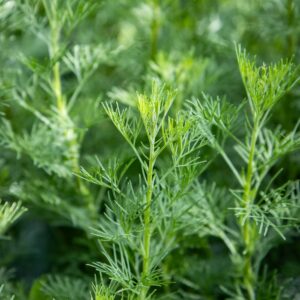 Tuuhea kolayrtti Artemisia alba istutettuna saviruukkuun aurinkoisella terassilla, hienojakoiset vihreät lehdet.