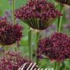 Viininpunainen koristelaukka Atropurpureum, 10 sipulin pussi