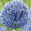 Sininen koristelaukka Caeruleum, 15 sipulin pussi