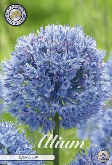 Sininen koristelaukka Caeruleum, 15 sipulin pussi