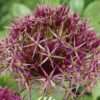 Violetti tähtilaukka Allium christophii, 5 sipulin pussi