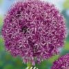 Violetti koristelaukka Globemaster, 1 sipulin pussi