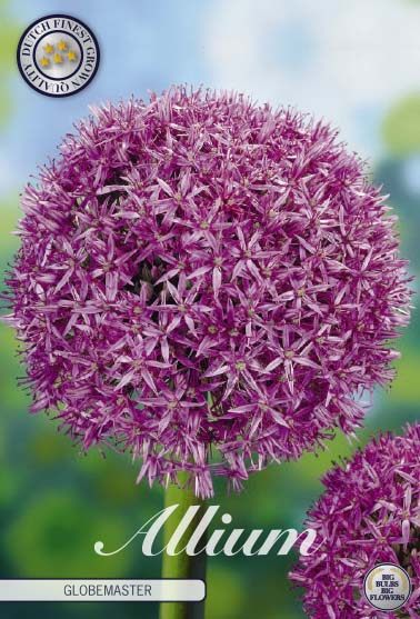 Violetti koristelaukka Globemaster, 1 sipulin pussi