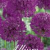 Purppuranvioletti koristelaukka Purple Sensation, 15 sipulin pussi