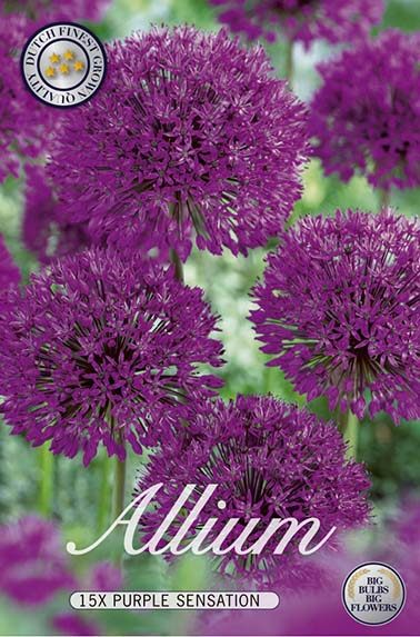 Purppuranvioletti koristelaukka Purple Sensation, 15 sipulin pussi