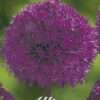 Purppuranvioletti koristelaukka Purple Sensation, 5 sipulin pussi