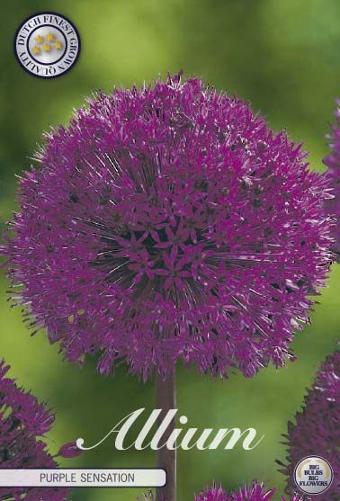 Purppuranvioletti koristelaukka Purple Sensation, 5 sipulin pussi