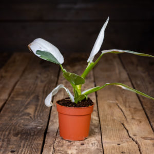 köynnösvehka valkoiset lehdet