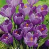 Violetti isokukkainen krookus Remembrance, 10 sipulin pussi