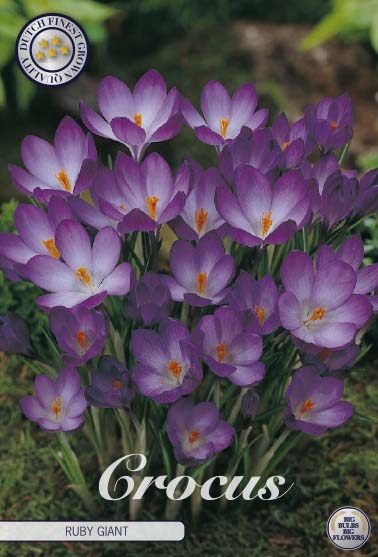 Purppuranvioletti krookus Ruby Giant, 20 sipulin pussi