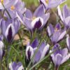 Violetinsininen valkoraitainen krookus Spring Beauty, 10 sipulin pussi