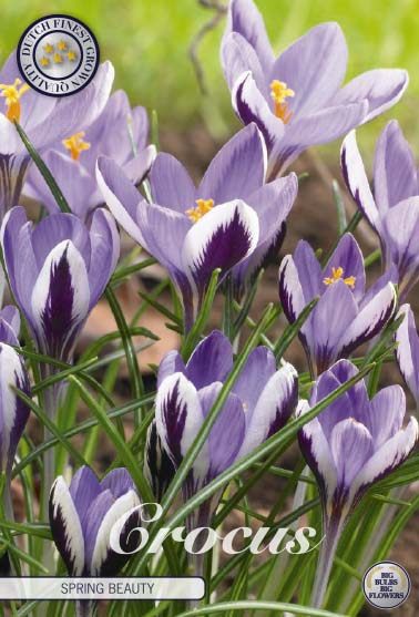 Violetinsininen valkoraitainen krookus Spring Beauty, 10 sipulin pussi
