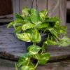 Epipremnum