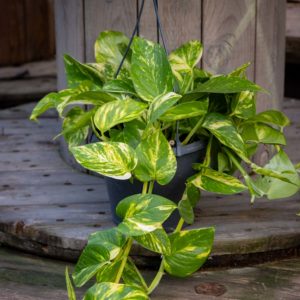 Epipremnum