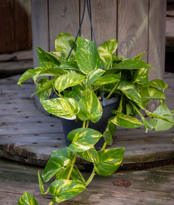 Epipremnum