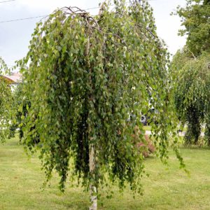 Kyynelkoivu Youngii 150-200