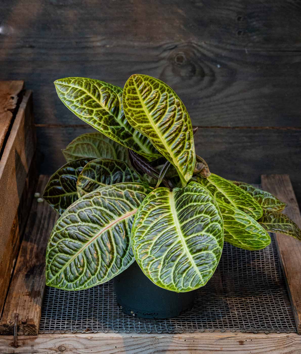 Labisia Kura Kura