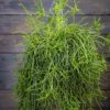 Lapakaktus cruciforme amppeli