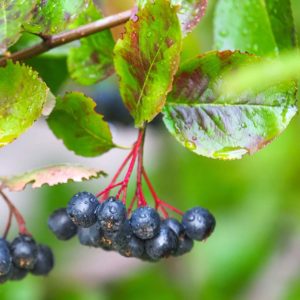 marja-aronia pensas