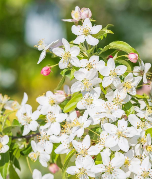 marjaomenapensaan valkoisia kukkia