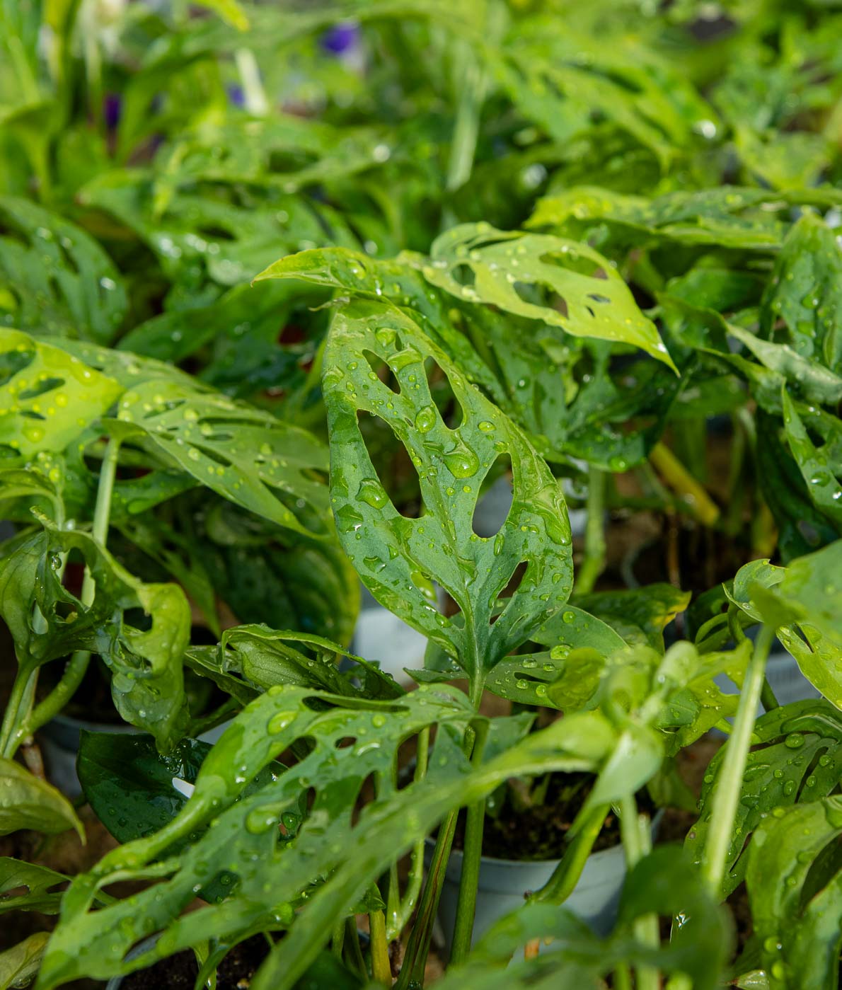 Menninkäisenlehti R6