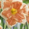 Valko-aprikoosi halkokruunuinen narsissi Apricot Whirl, 5 sipulin pussi