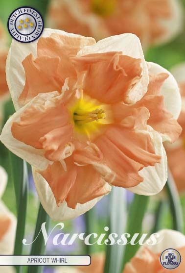 Valko-aprikoosi halkokruunuinen narsissi Apricot Whirl, 5 sipulin pussi