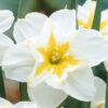 Valko-keltainen halkokruunuinen narsissi Lemon Beauty, 5 sipulin pussi