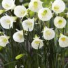Valkoinen vannenarsissi White Petticoat, 7 sipulin pussi