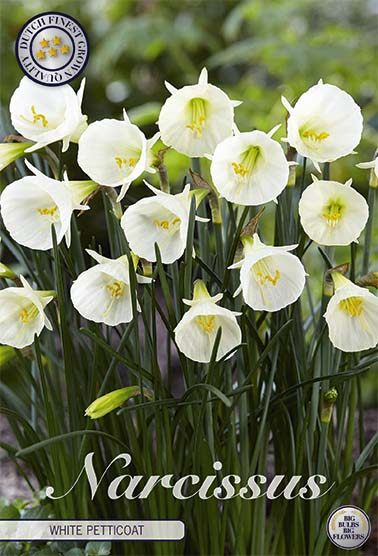 Valkoinen vannenarsissi White Petticoat, 7 sipulin pussi