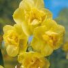Keltainen kerrottu tuoksunarsissi Yellow Cheerfulness, 5 sipulin pussi