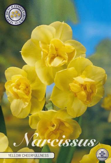 Keltainen kerrottu tuoksunarsissi Yellow Cheerfulness, 5 sipulin pussi
