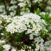 Spirea Grefsheim