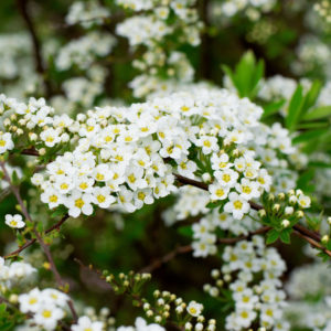 Spirea Grefsheim