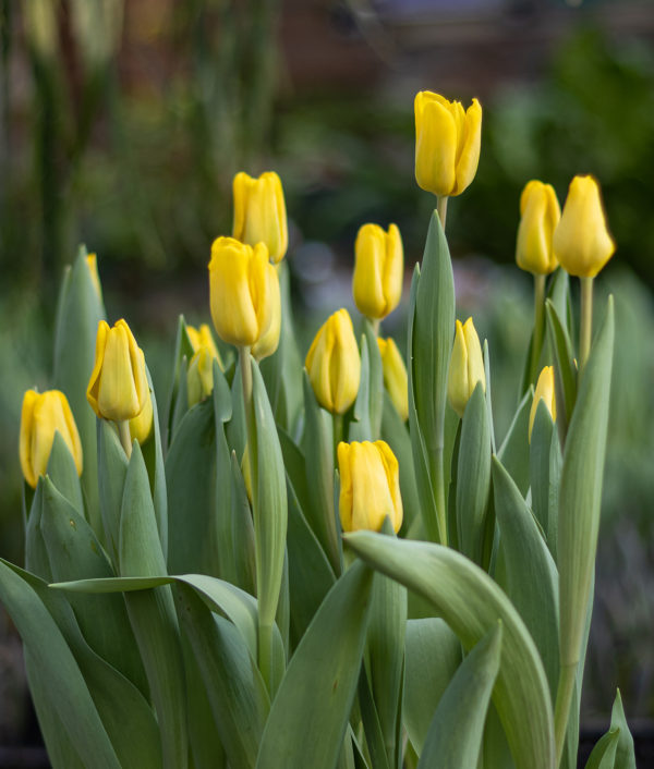 tulppaaneita kasvamassa