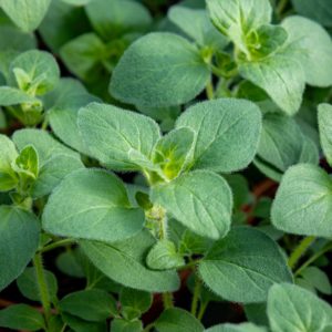 oregano ruukussa