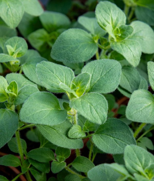 oregano ruukussa