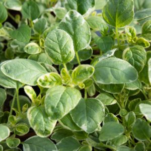 oregano yrtti ruukku