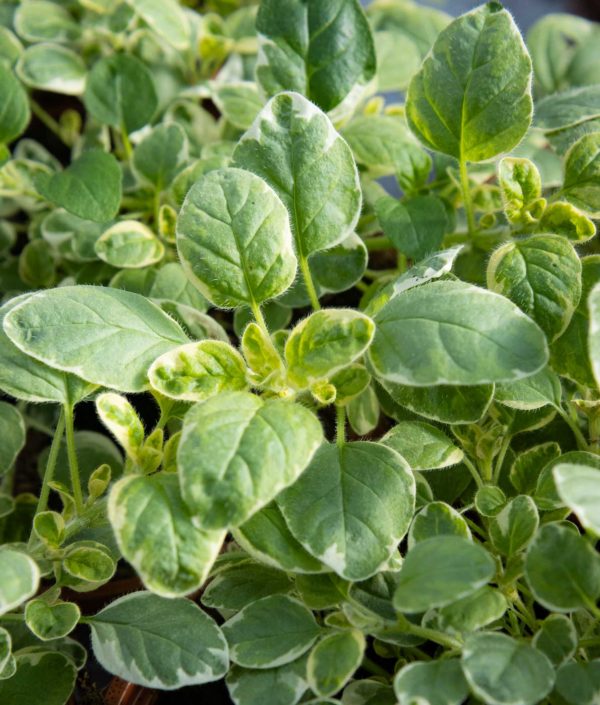 oregano yrtti ruukku