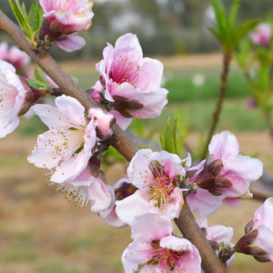 Persikka Spring Glow 150-200