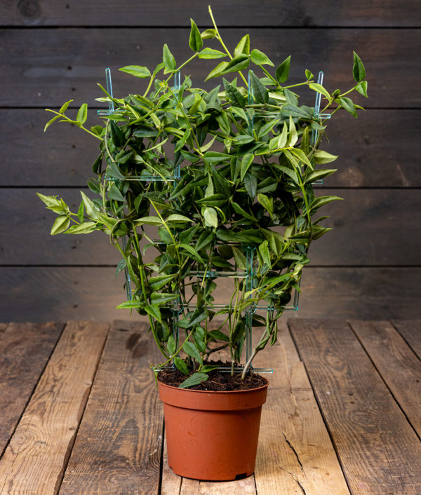 hoya