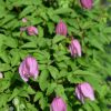 Clematis alpina Pink Flamingo