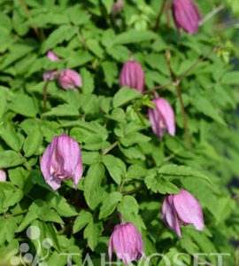 Clematis alpina Pink Flamingo